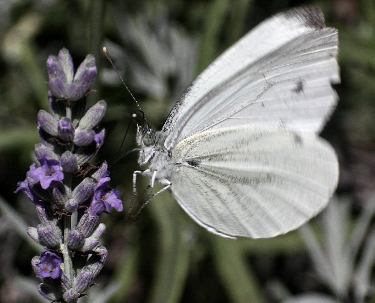 Pieris napi ?